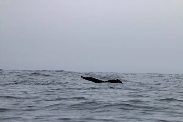 Northern Newfoundland Whale Watching Anthonys — Stock Photo, Image