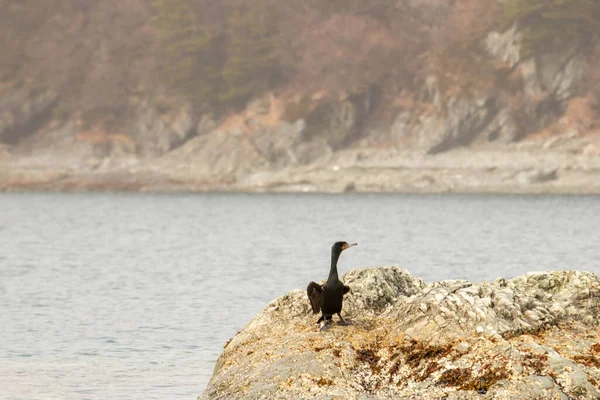 Cormorán Doble Cresta Canadá — Foto de Stock