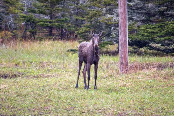 Pair Moose Early Season Newfoundland — Stock Photo, Image