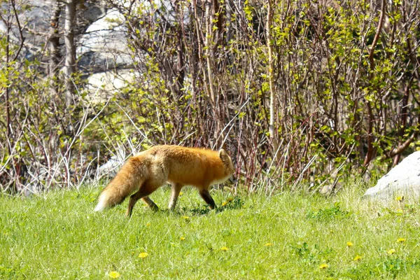 Ein Fuchs Neufundland — Stockfoto