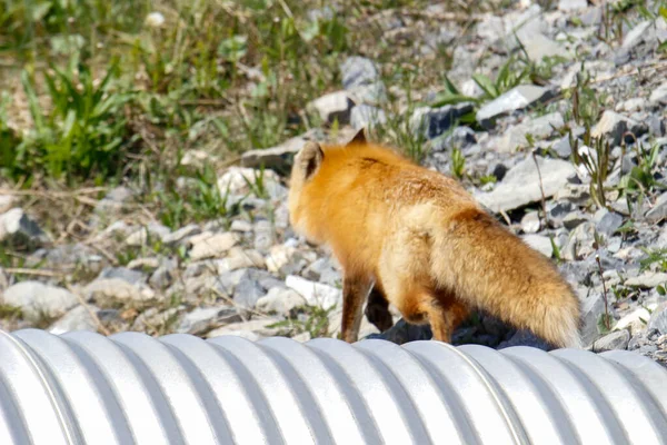 纽芬兰的狐狸 — 图库照片
