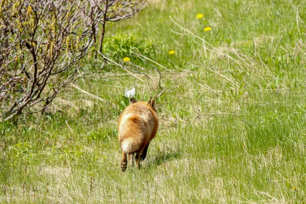 Renard Dans Nouveau Pays — Photo