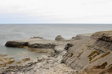 Fotokopi çekilen düz çilekler