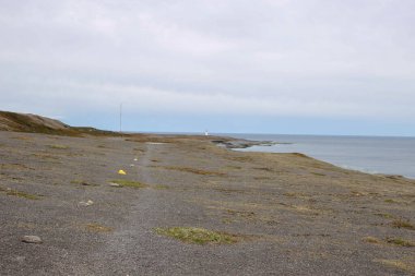 Fotokopi çekilen düz çilekler