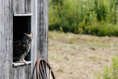 Büyük boynuzlu bir baykuş ilkbahar yuvasından Kuzey Carolina 'daki kıyı kıyıları arası su yoluna doğru uçuyor. Yüksek kalite fotoğraf
