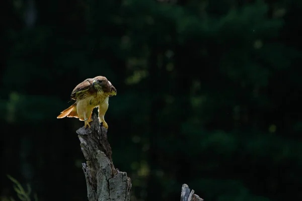 Harris Hawk Parabuteo Unicinctus Only Bird Prey Hunts Group High — Stockfoto