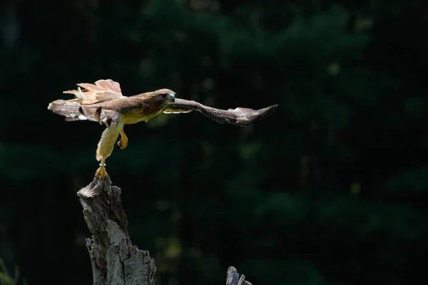 Harris Hawk Parabuteo Unicinctus Only Bird Prey Hunts Group High — ストック写真