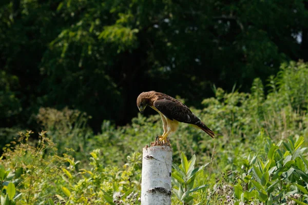 Harriss Hawk Parabuteo Unicinctus Only Bird Prey Hunts Group High — Stock Photo, Image