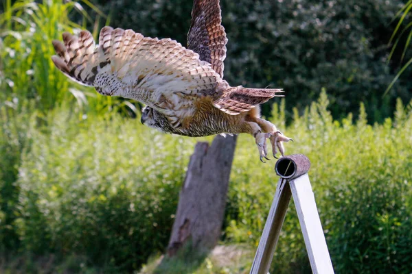 Coastal Great Horned Owl Taking Flight Her Springtime Nest Inter — Stock Photo, Image
