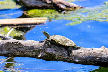 Northern Map Turtles resting on a rock in the sunshine on Buck Lake, Ontario, Canada. High quality photo