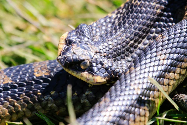 Eastern Hog Nosed Snake Ontario Canada High Quality Photo — Fotografia de Stock