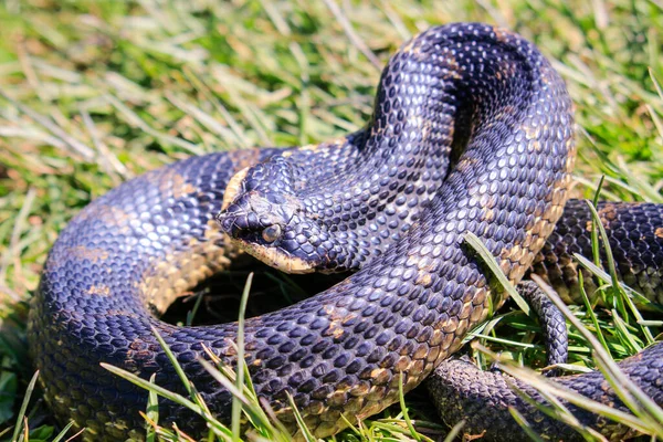Eastern Hog Nosed Snake Ontario Canada High Quality Photo — Fotografia de Stock
