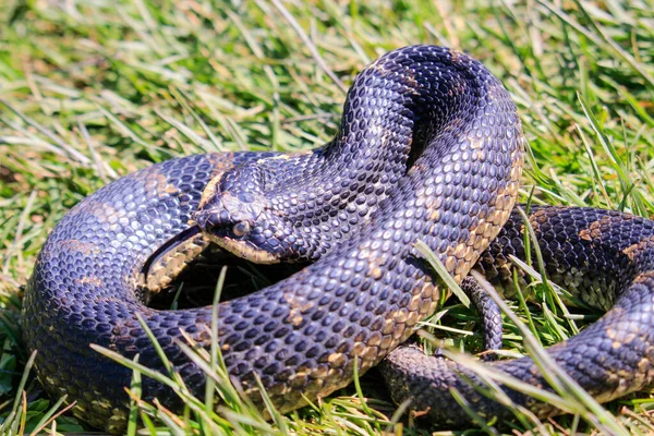 Eastern Hog Nosed Snake Ontario Canada High Quality Photo — Fotografia de Stock