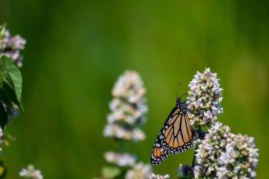 Temmuz 2022 'de Kanada' da Agastache foeniculum ile beslenen bir kral kelebeği tarafından çekilmiştir. Hükümdarlar tehdit altında bir türdür..