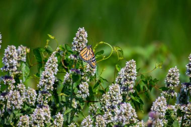 Temmuz 2022 'de Kanada' da Agastache foeniculum ile beslenen bir kral kelebeği tarafından çekilmiştir. Hükümdarlar tehdit altında bir türdür..