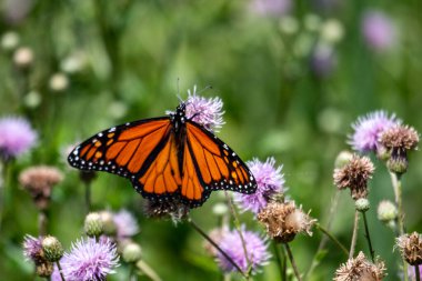 Kral kelebeği Kanada 'da soğanları tozlaştırıyor Temmuz 2022.