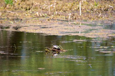 Kaplumbağa resmi Temmuz 2022 'de Ontario' daki bir sulak alanda çekildi.