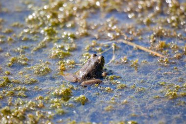 Bataklıktaki genç kurbağalar. Fotoğraf: Temmuz 2022, Kanada