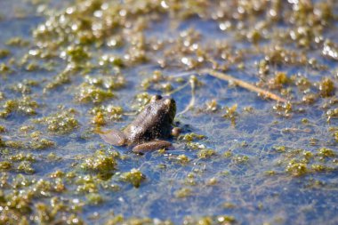 Bataklıktaki genç kurbağalar. Fotoğraf: Temmuz 2022, Kanada
