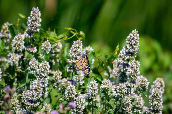 Photographed July 2022 Canada Monarch Butterfly Feeds Agastache Foeniculum Monarchs — Fotografia de Stock