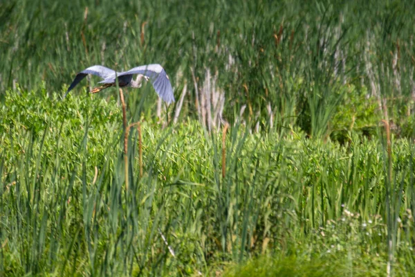 Una Garza Azul Vuela Sobre Humedal Fotografiado Julio 2022 Canadá — Foto de Stock