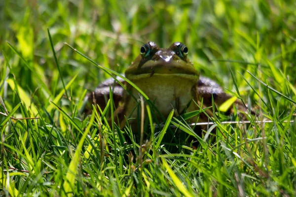 2022 캐나다에서 촬영된 Lithobates Clamitans — 스톡 사진