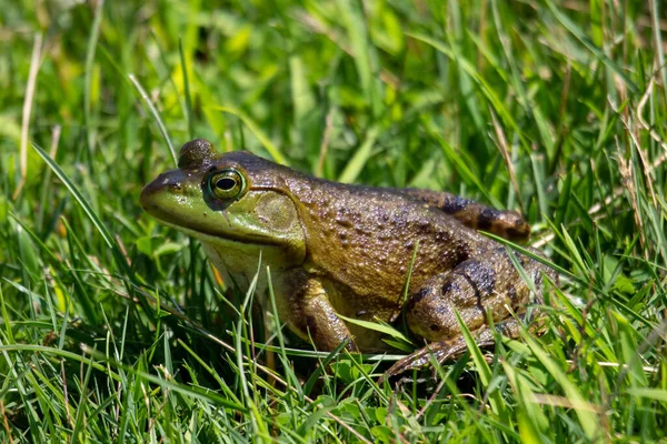 Lithobates Clamitans Photographed July 2022 Canada — 图库照片