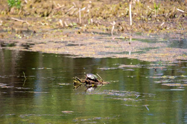 Tortuga Pintada Fotografiada Julio 2022 Humedal Longpoint Ontario — Foto de Stock