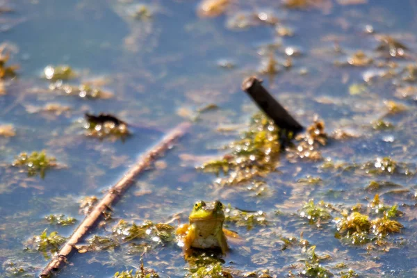 Young Frogs Marsh Photographed July 2022 Canada — 스톡 사진