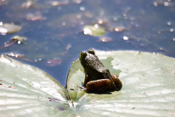 Young Frogs Marsh Photographed July 2022 Canada — Fotografia de Stock