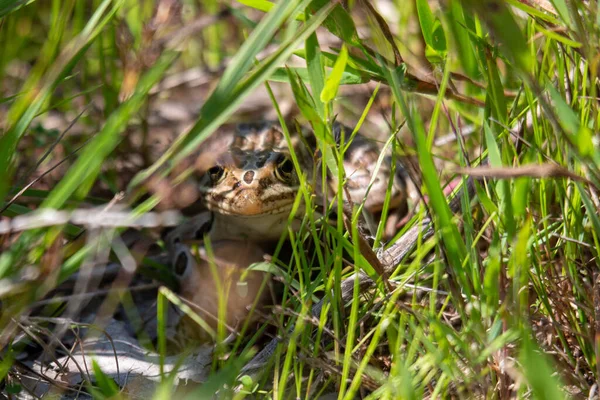 Leopard Frog Photographed Grasses Canada July 2022 — Stockfoto