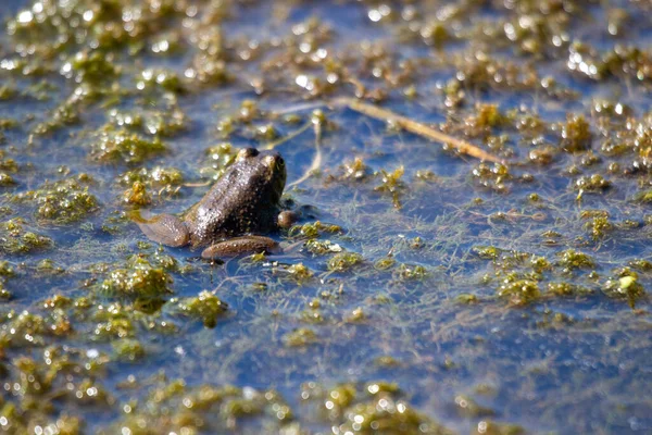 Young Frogs Marsh Photographed July 2022 Canada — Stockfoto
