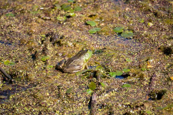 Young Frogs Marsh Photographed July 2022 Canada — Stockfoto