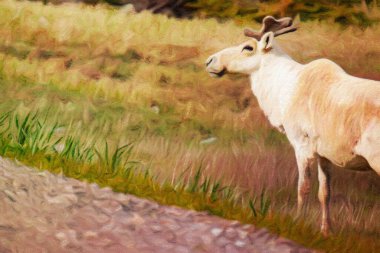 Caribou or reindeer in watercolor format