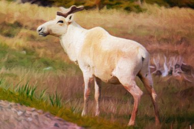 Caribou or reindeer in watercolor format
