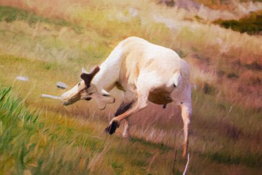 Caribou or reindeer in watercolor format
