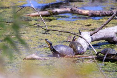 Blandings Turtle düşmüş bir kütüğün üzerinde güneşleniyor. - Evet. Yüksek kalite fotoğraf