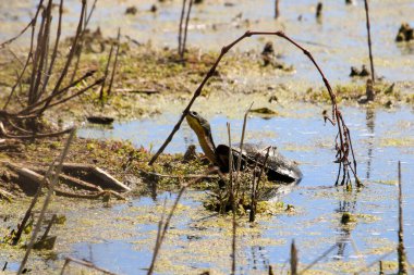 Blandings Kaplumbağaları, Point Pelee, Ontario yakınlarındaki bataklıkta nesli tükenmekte olan türler. Yüksek kalite fotoğraf