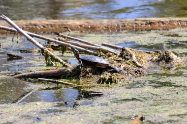 Midland Boyalı Kaplumbağa, gölde güneşleniyor. Yüksek kalite fotoğraf