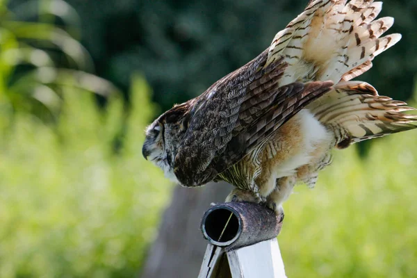 Great Horned Owl Flight High Quality Photo —  Fotos de Stock