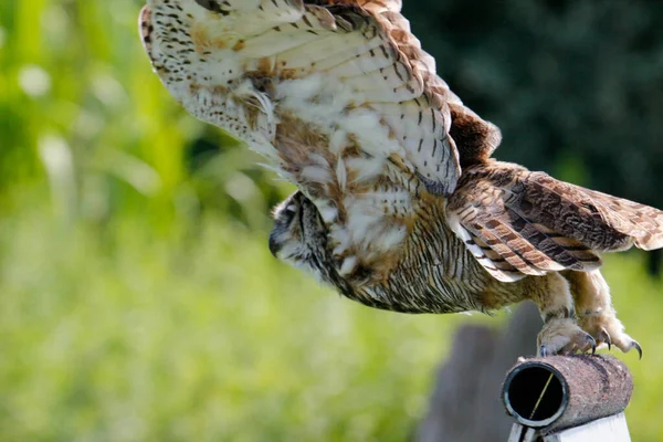 Great Horned Owl Flight High Quality Photo — Stok fotoğraf