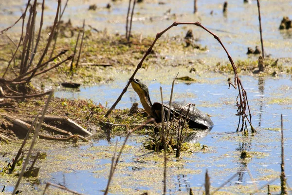 Blandings Turtles Endangered Species Swamp Point Pelee Ontario High Quality — Foto de Stock
