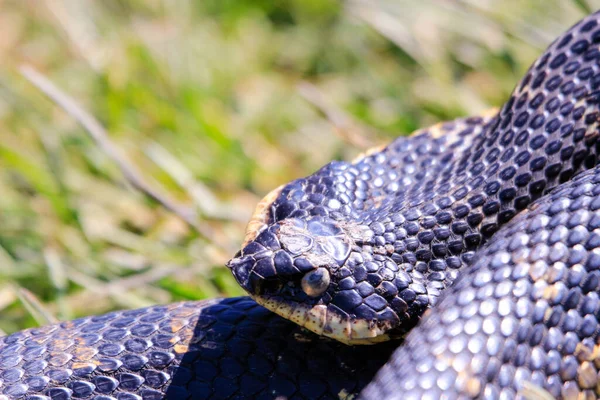 Eastern Hognose Snake Flattened Neck Sandy Soil Grass High Quality — Fotografia de Stock