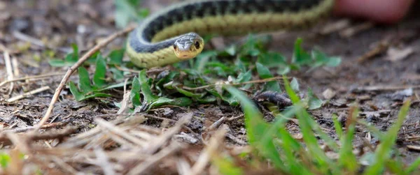 Eastern Garter Snake Parietalis Photographed Ontario Canada High Quality Photo — Fotografia de Stock