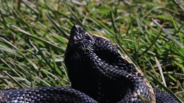 Ontario, Kanada 'da nesli tükenmekte olan Doğu Domuz Burunlu Yılan Heterodon platolarının yakın çekimi. Makro detaylar açıkça pulları ve bu hayvana adını veren ters dönmüş burnu gösteriyor. Yüksek kalite