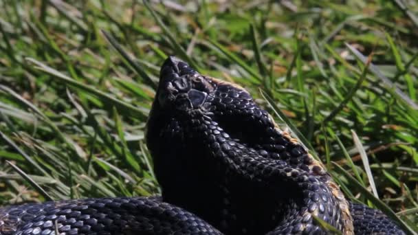 Close Endangered Eastern Hog Nose Snake Heterodon Platirhinos Ontario Canada – stockvideo