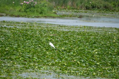 Sudaki bir kuş sürüsü.