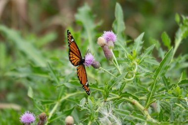 a closeup shots of beautiful yellow and purple flower in a field.