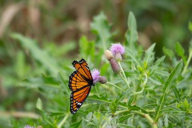 butterfly insect, nature and fauna