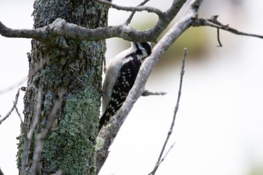 ormandaki ağaç dalı.